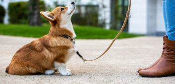 dog training: corgi puppy sit in front of a woman, looking up