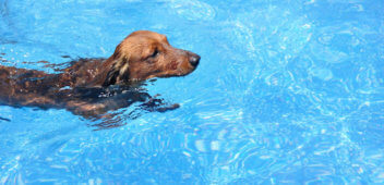 dog swimming at swimming therapy for dogs in Orlando
