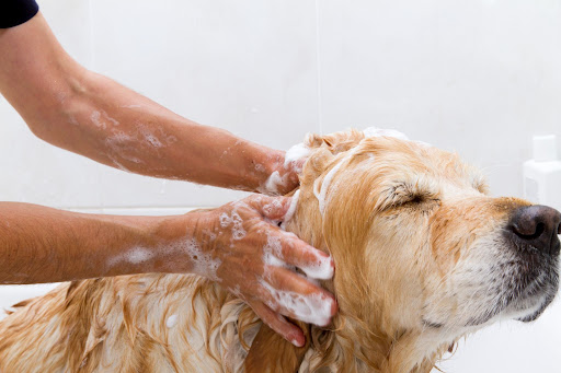 Orlando dog wash