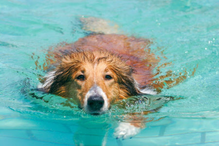 Where Can I Teach My Dog to Swim in Winter Garden