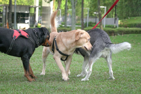 College Park Dog Socialization Training