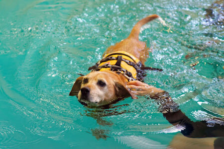 Orlando Dog Hydrotherapy Pool