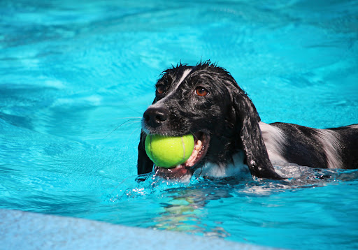 Maitland swimming pool for dogs