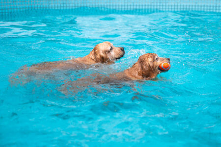 Altamonte Springs Dog Aqua Therapy