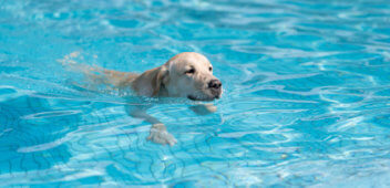 orlando pet resort dog pool