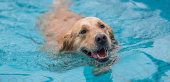 Golden retriever swimming and playing in the pool